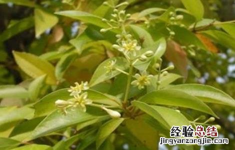 肉桂的繁殖方法视频 肉桂的繁殖方法