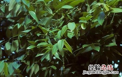 肉桂的繁殖方法视频 肉桂的繁殖方法