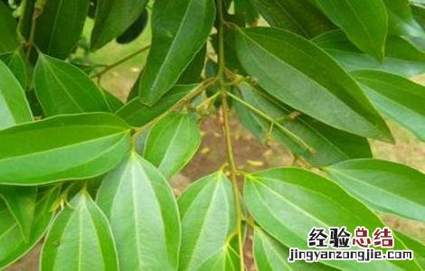 肉桂的田间管理与管理 肉桂的田间管理