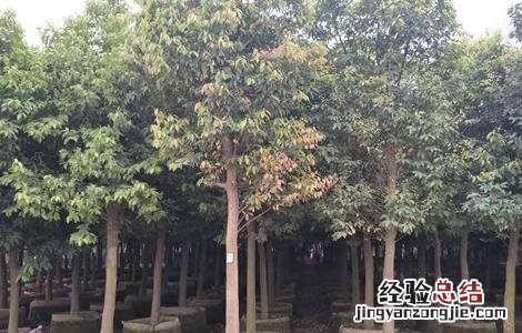 肉桂的田间管理与管理 肉桂的田间管理