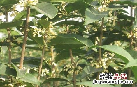 桂枝的種植技術与管理 桂枝的種植技術