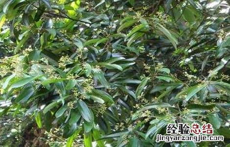 桂枝的種植技術与管理 桂枝的種植技術