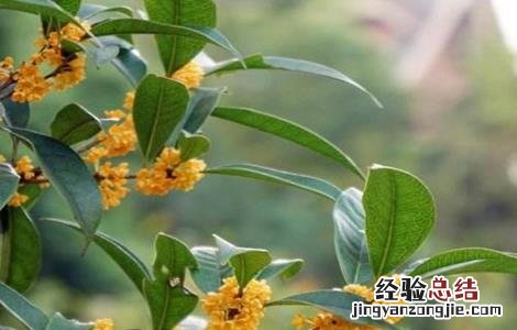 桂枝的種植技術与管理 桂枝的種植技術