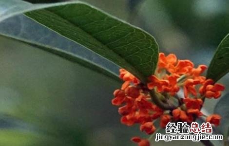 桂枝的種植技術与管理 桂枝的種植技術