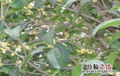 桂枝的种植技术与管理 桂枝的种植技术
