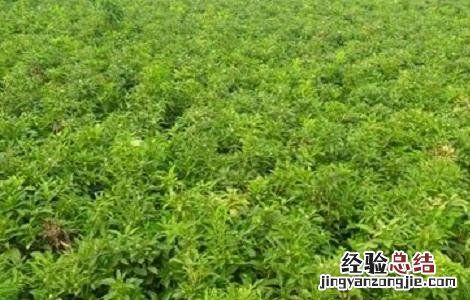 白术的苗期管理技术 白术的田间管理技术