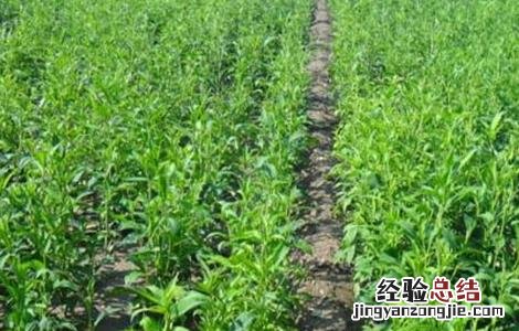 白术的苗期管理技术 白术的田间管理技术