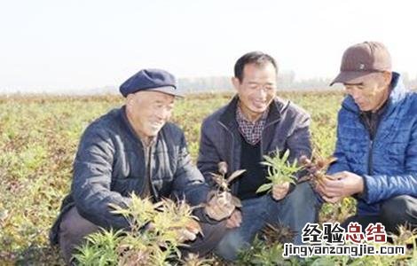白术的苗期管理技术 白术的田间管理技术
