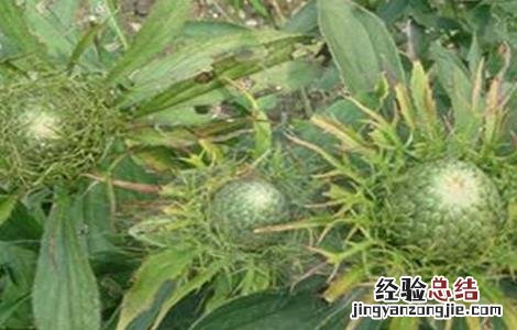 白术的苗期管理技术 白术的田间管理技术