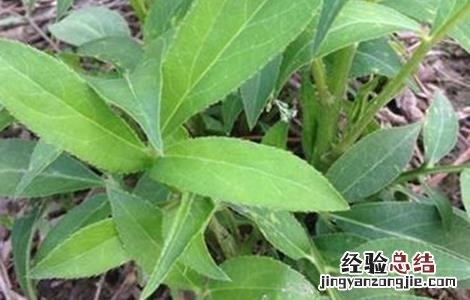 白术的苗期管理技术 白术的田间管理技术