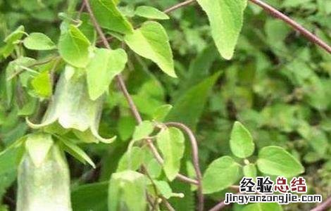 党参的种植技术要点 党参种植的注意事项