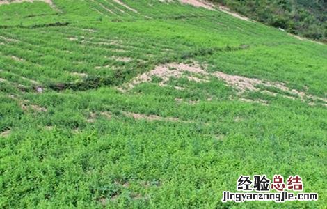 党参的种植技术要点 党参种植的注意事项