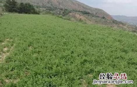 党参的种植技术要点 党参种植的注意事项