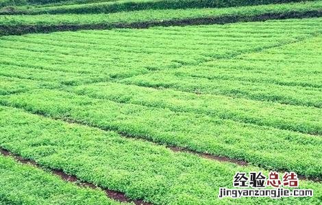 党参的种植技术要点 党参种植的注意事项