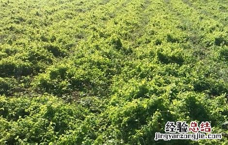 党参的种植技术要点 党参种植的注意事项