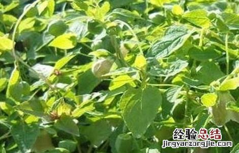 党参的种植技术要点 党参种植的注意事项