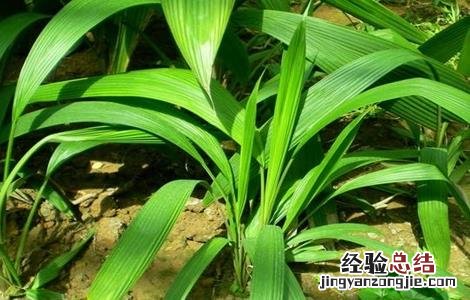 仙茅的种植技术? 仙茅的种植技术