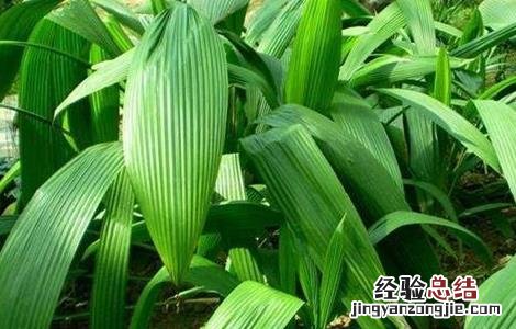 仙茅的种植技术? 仙茅的种植技术