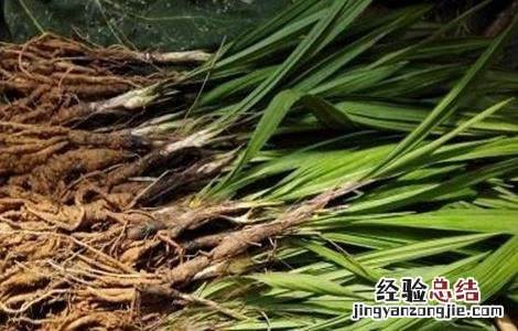 仙茅的种植技术? 仙茅的种植技术