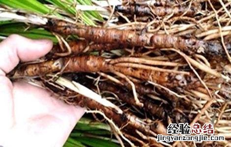 仙茅的种植技术? 仙茅的种植技术