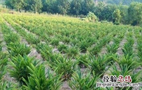 砂仁怎么施肥 砂仁怎么施肥呢?砂仁施肥技术解说!