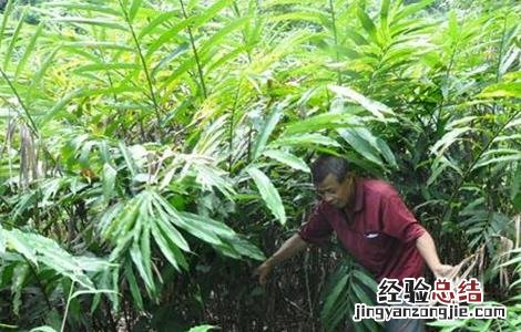 砂仁怎么施肥 砂仁怎么施肥呢?砂仁施肥技术解说!
