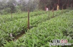 砂仁怎么施肥 砂仁怎么施肥呢?砂仁施肥技术解说!