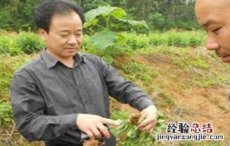 白术病虫害防治技术规程 白术的病虫害防治技术