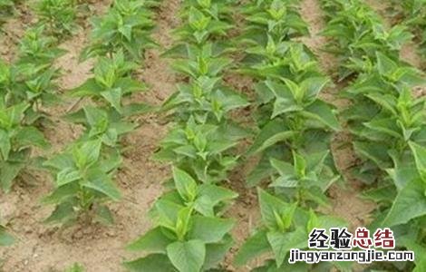 白术病虫害防治技术规程 白术的病虫害防治技术