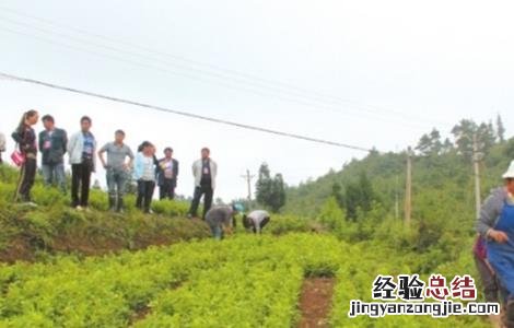 白术病虫害防治技术规程 白术的病虫害防治技术