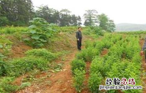 白术病虫害防治技术规程 白术的病虫害防治技术