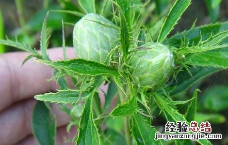 白术病虫害防治技术规程 白术的病虫害防治技术