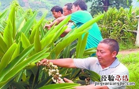 砂仁的种植條件 砂仁的种植條件是什么