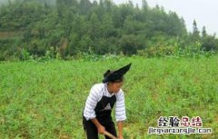 砂仁的种植条件 砂仁的种植条件是什么