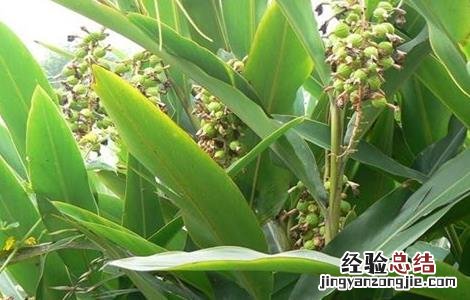 砂仁的种植條件 砂仁的种植條件是什么