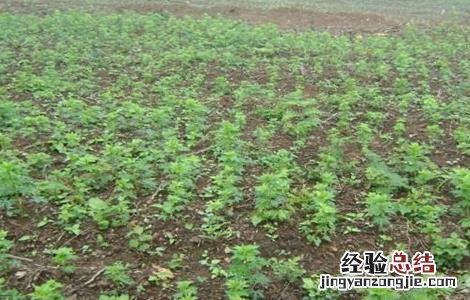 草乌的种植方法 草乌的种植方法亩可净赚上万元