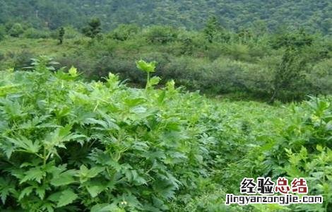 草乌的种植方法 草乌的种植方法亩可净赚上万元