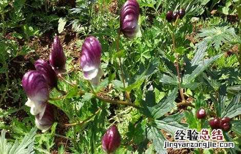 草乌的种植方法 草乌的种植方法亩可净赚上万元
