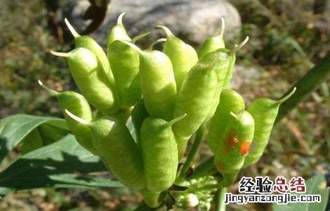 草乌的种植方法 草乌的种植方法亩可净赚上万元