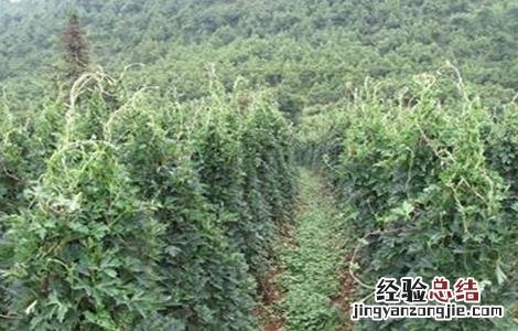 草乌的种植方法 草乌的种植方法亩可净赚上万元