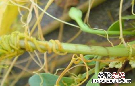 菟丝子种植技术和产量 菟丝子的种植技术