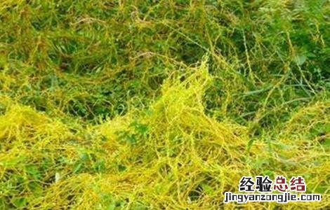 菟丝子种植技术和产量 菟丝子的种植技术