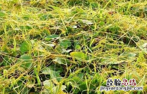 菟丝子种植技术和产量 菟丝子的种植技术