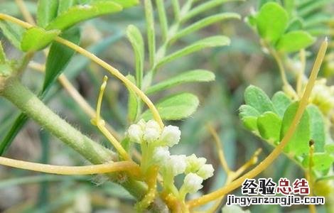 菟丝子种植技术和产量 菟丝子的种植技术