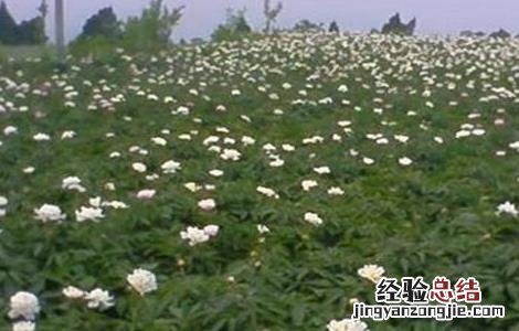 白芍的种植注意事项 白芍怎样种植技术