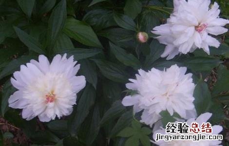 白芍的种植注意事项 白芍怎样种植技术