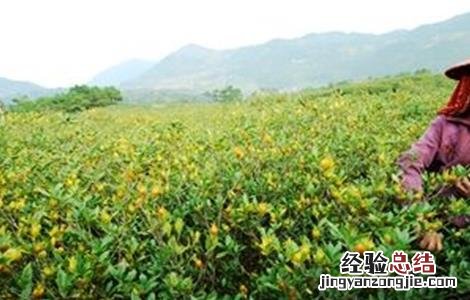 栀子种植技术与栽培管理 栀子的种植技术