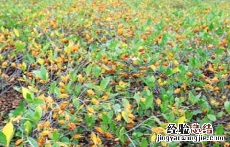 栀子种植技术与栽培管理 栀子的种植技术