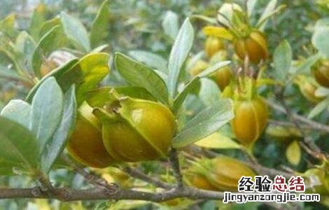 栀子种植技术与栽培管理 栀子的种植技术