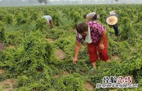山药的种植注意事项 种植山药需要注意什么